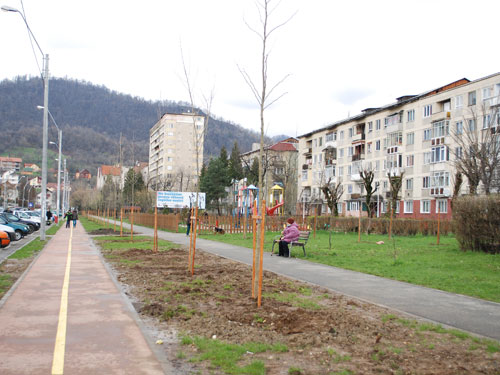 Foto: Plantari Baia Mare